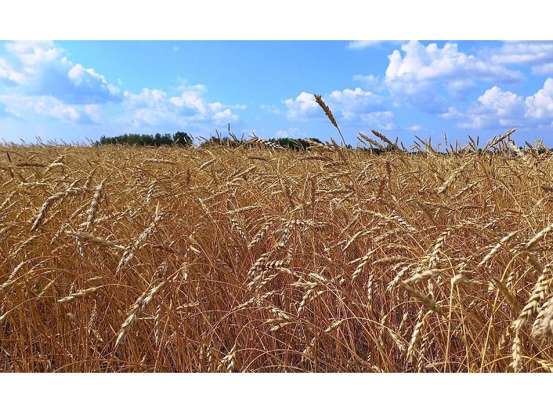 Аграрии Белозерского муниципального округа вышли на финишную прямую.